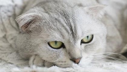 金华高价上海医保卡取现黄牛的最新政策(2025年金华2024上海医保卡可以取钱吗分享)